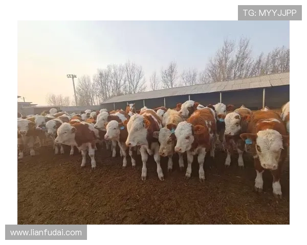 揭秘尊龙凯时首页app的优势特点,是您娱乐休闲的不二选择 揭秘尊龙凯时首页app的优势特点,是您娱乐休闲的不二选择